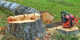 How Our Tree Care Process Works  in  Burnsville, NC