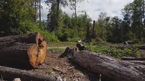 Best Tree and Shrub Care  in Burnsville, NC