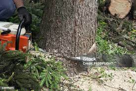 Reliable Burnsville, NC Tree Care Solutions