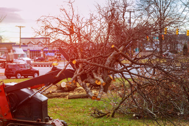 Best Tree Disease Treatment  in Burnsville, NC