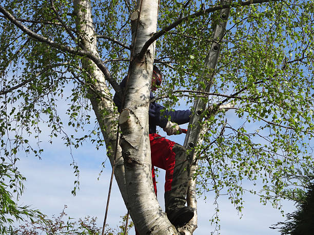 Best Leaf Removal  in Burnsville, NC