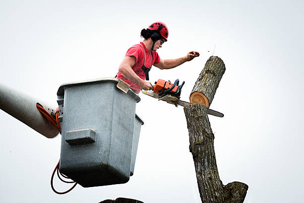 Best Storm Damage Tree Cleanup  in Burnsville, NC