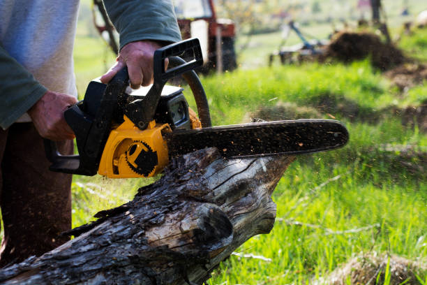 Best Tree Removal  in Burnsville, NC