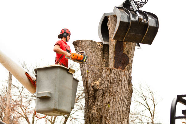 Best Tree Mulching  in Burnsville, NC